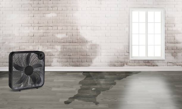 Best Water damage restoration services  in Hemlock, MI